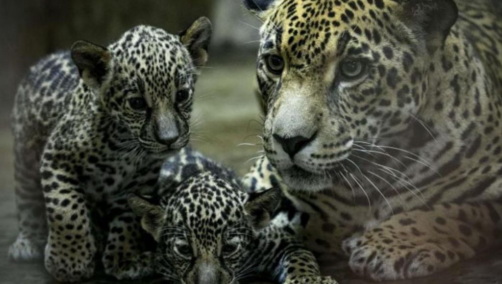 El Zoológico de Nicaragua reproduce dos jaguares en peligro de extinción