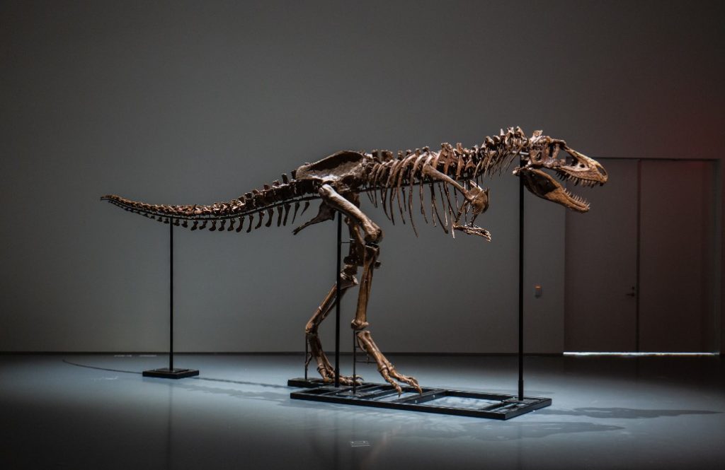 Venden por US$ 6 millones el esqueleto de un dinosaurio del Cretácico