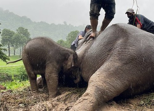 Recatada una elefanta y su bebé en Tailandia tras caer en una zanja