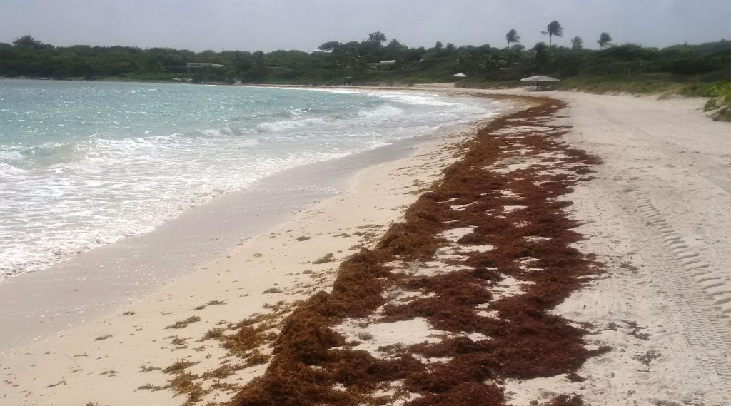 Toneladas de algas malolientes invaden las playas de Florida Central