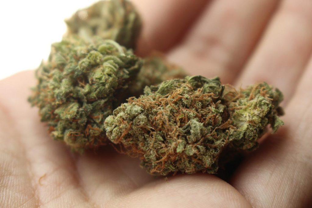 Universidades de Nueva York recibirán fondos para promocionar formación en cannabis