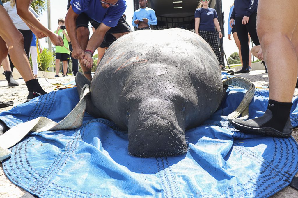 SeaWorld libera a un manatí de Florida encontrado en peligro