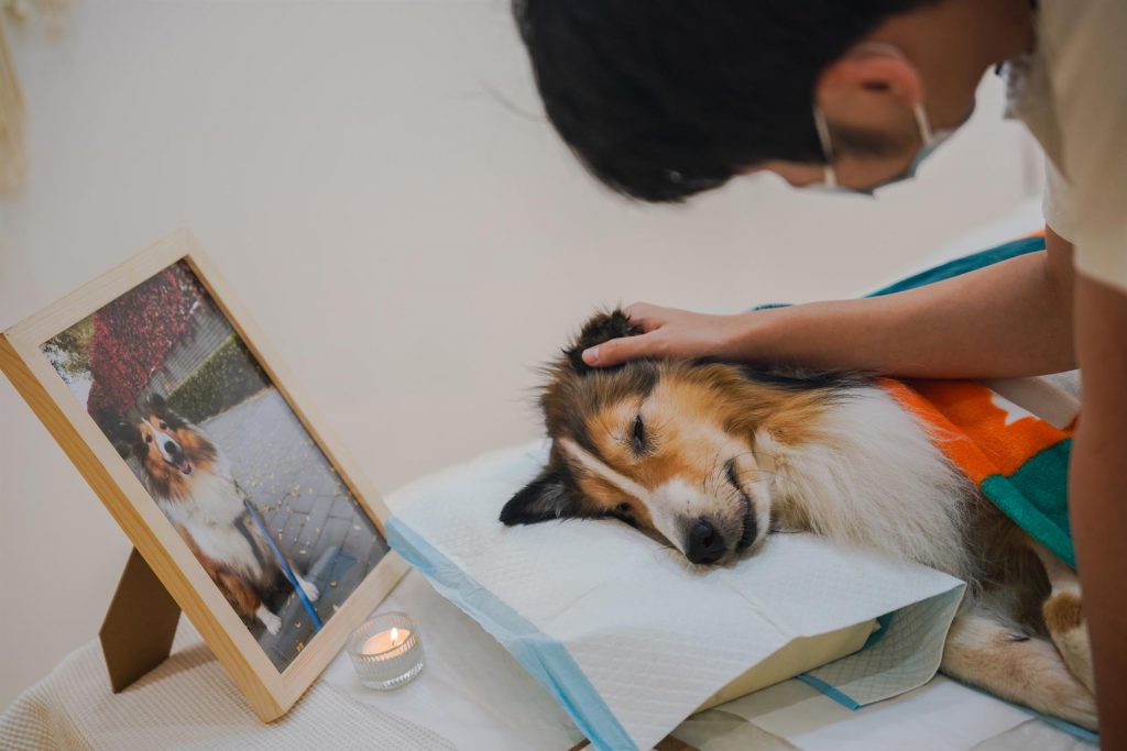 Los servicios funerarios para mascotas están en auge en China