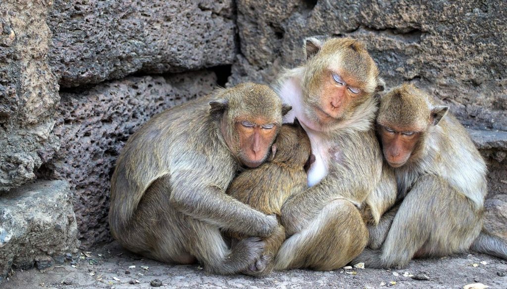 Los monos podrían usar piedras como "juguetes sexuales"