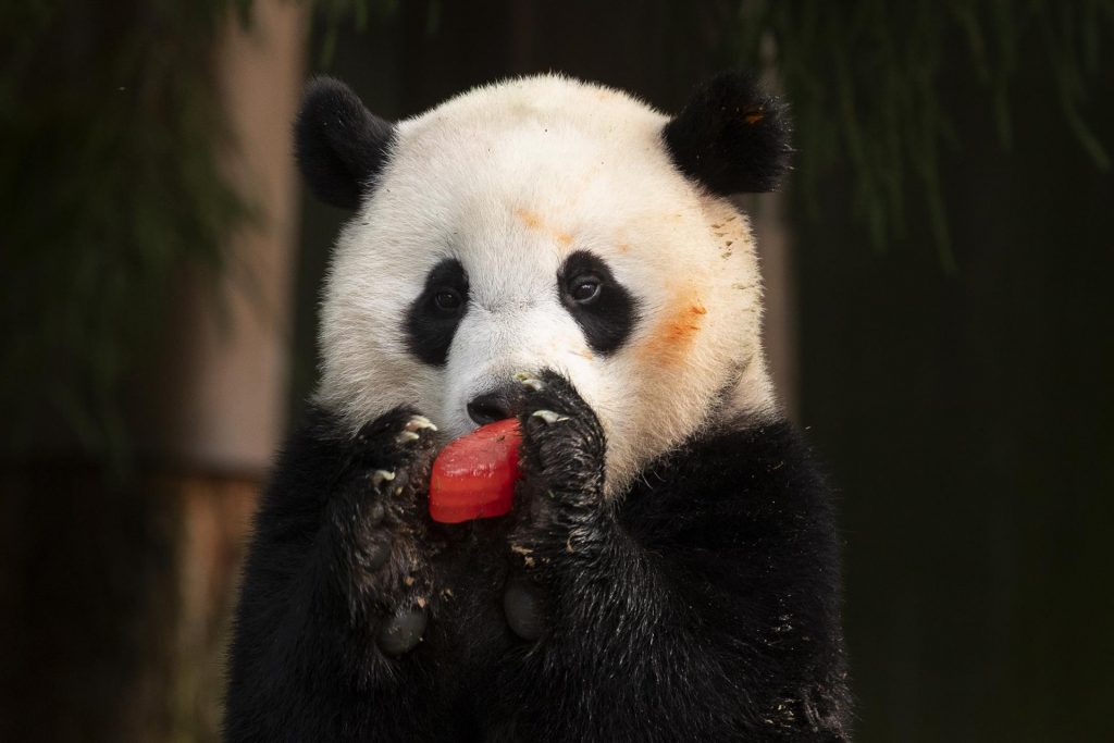 El cachorro de panda gigante Xiao Qi Ji celebra su cumpleaños con una tarta