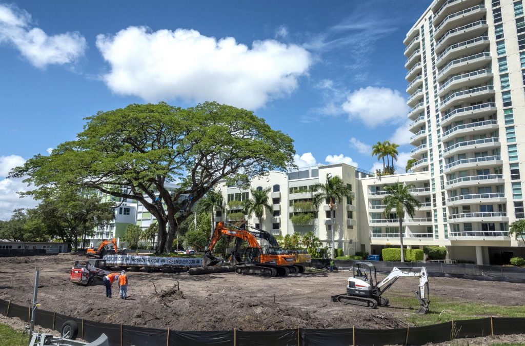 Trasplantado el árbol centenario que era amenazado por una construcción en Florida