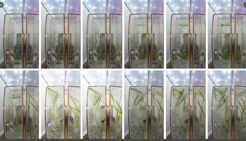 Plantas de arroz cultivadas por China en el espacio están creciendo muy bien