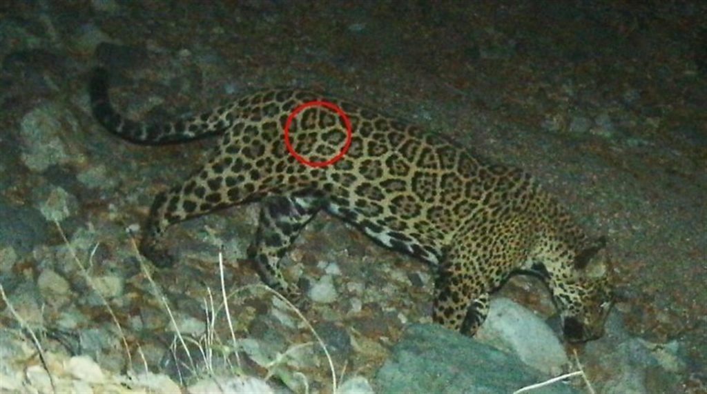 Un jaguar de la frontera de EEUU-México convertido en símbolo contra el muro