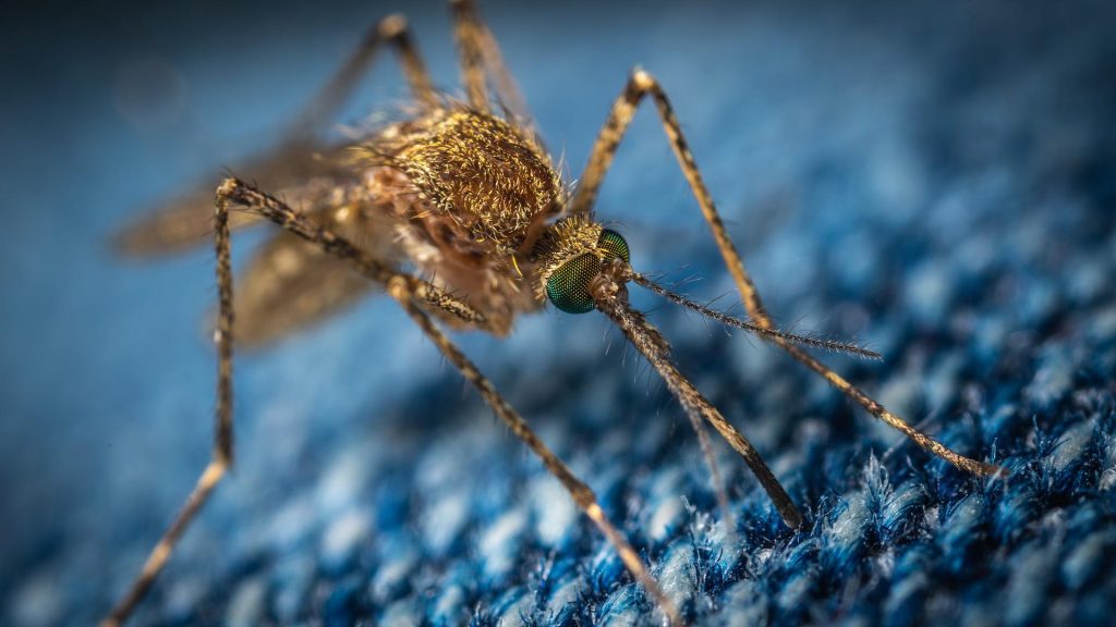 Los mosquitos siempre pueden oler a los seres humanos