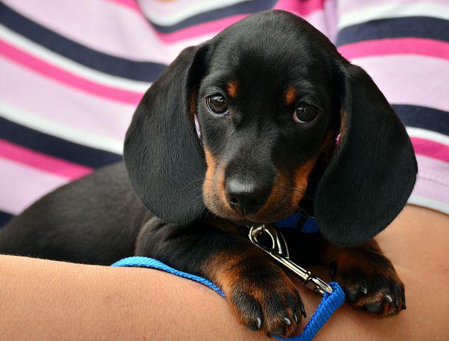 Detroit Animal Care celebra el Día Nacional del Perro con adopciones gratuitas