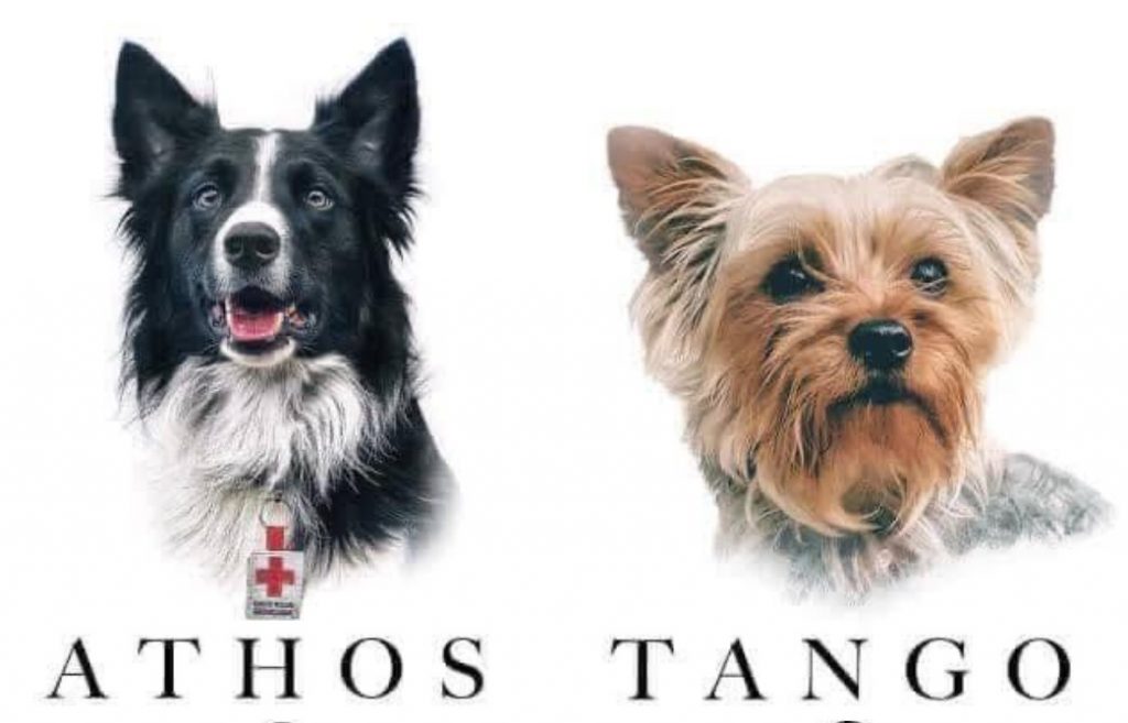 Condenan a 10 años de cárcel a un asesino de perros en el centro de México