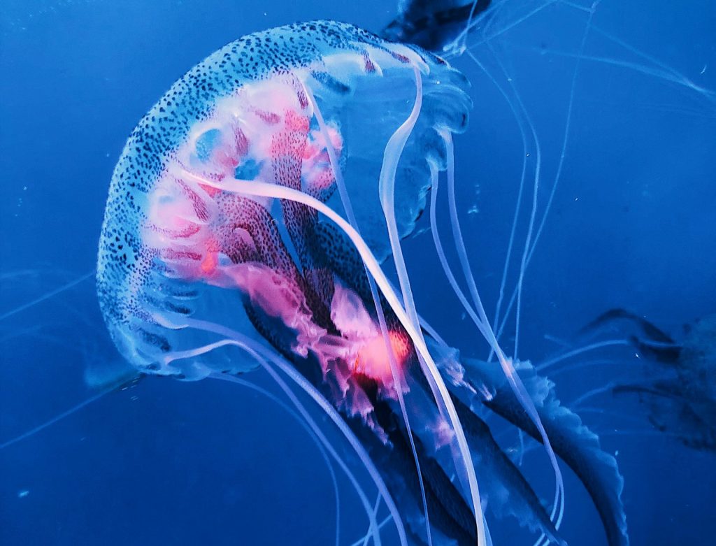 Entérate por qué debe interesarnos el sistema nervioso de las medusas
