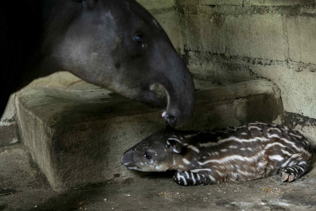 Zoológico de Nicaragua presenta dos crías de tapires en peligro de extinción