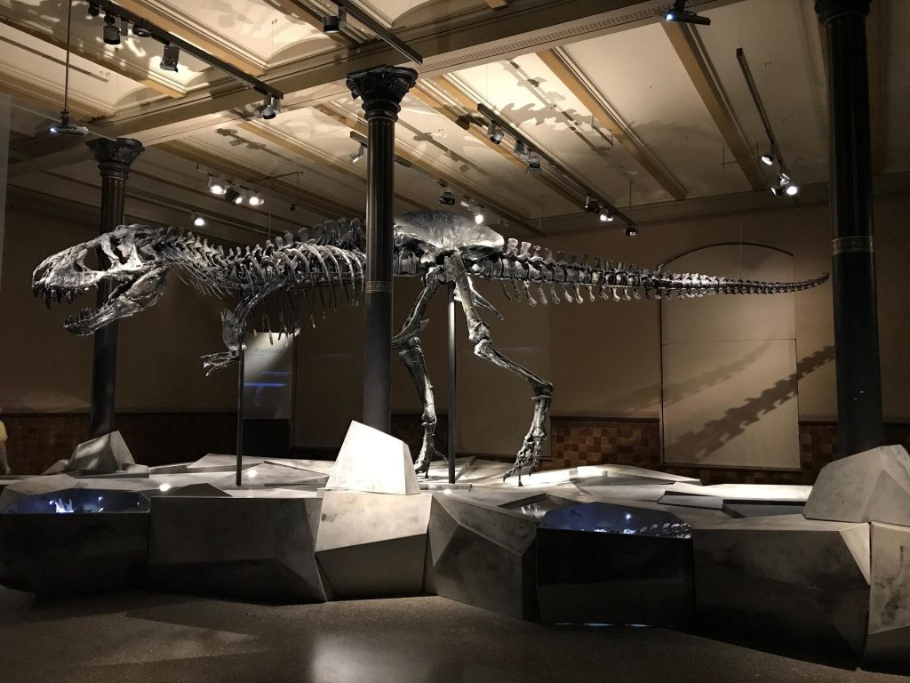 Se subasta en París un dinosaurio de 150 millones de años muy bien conservado