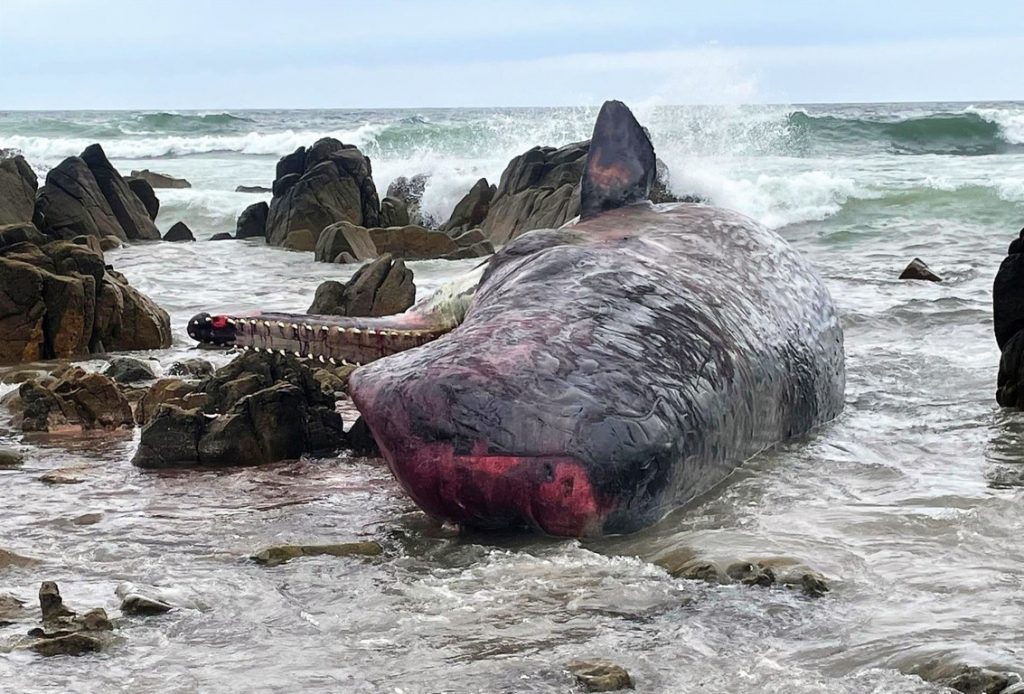 Estiman que la mitad de las 230 ballenas varadas en playa de Tasmania murieron