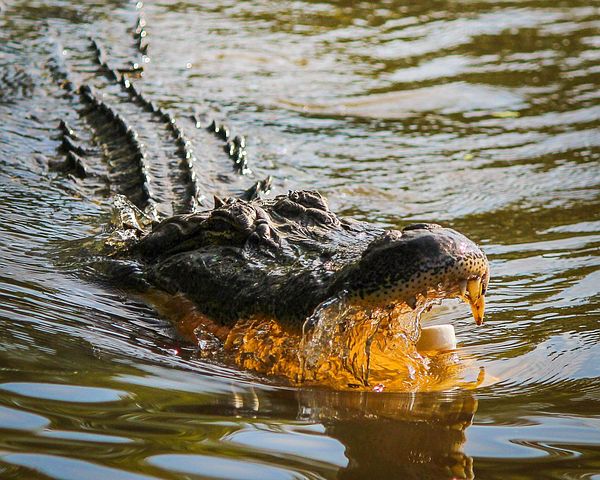 Un caimán muerde a una mujer de 77 años en un lago de Florida