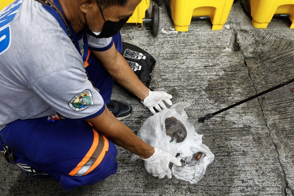 Pagan 3,49 euros o dólares por cazar ratas en Filipinas