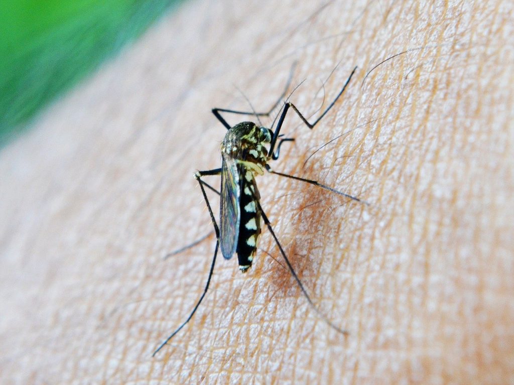 La modificación genética de mosquitos podría evitar la propagación de la malaria
