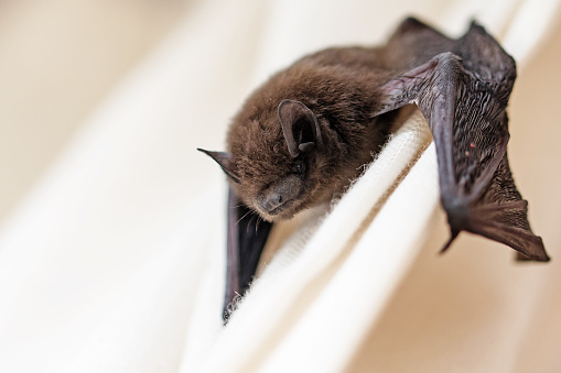 Un virus de murciélago similar a la covid puede entrar en las células humanas