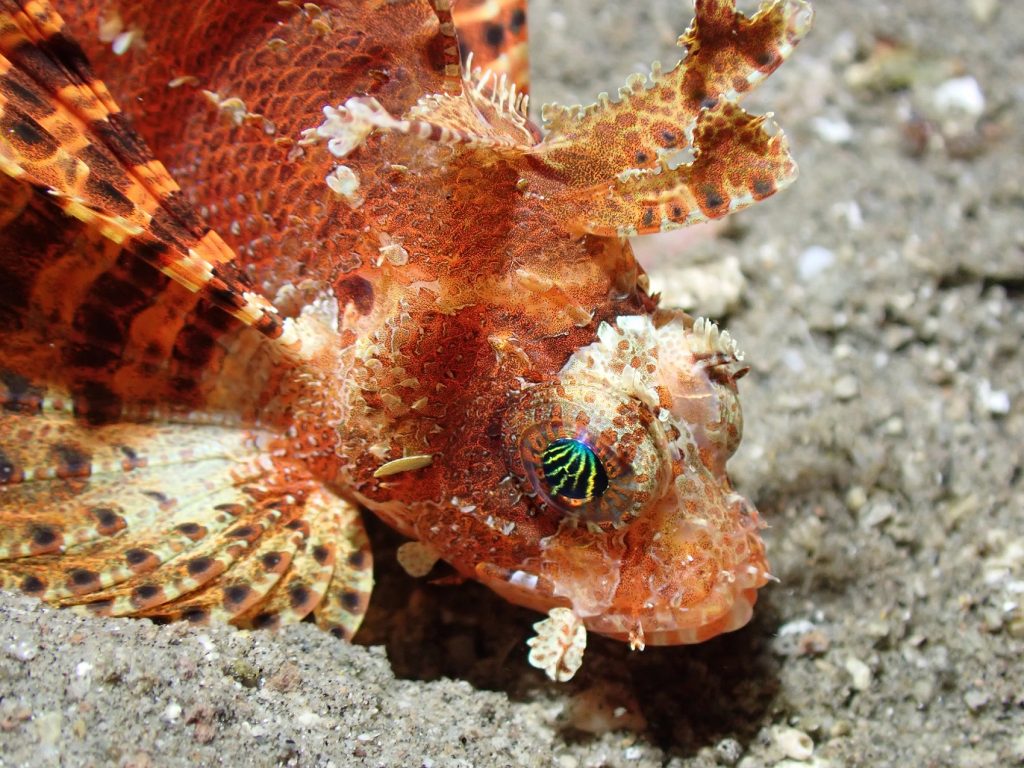 Capturan 25.299 ejemplares de pez león en Florida durante el Lionfish Challenge