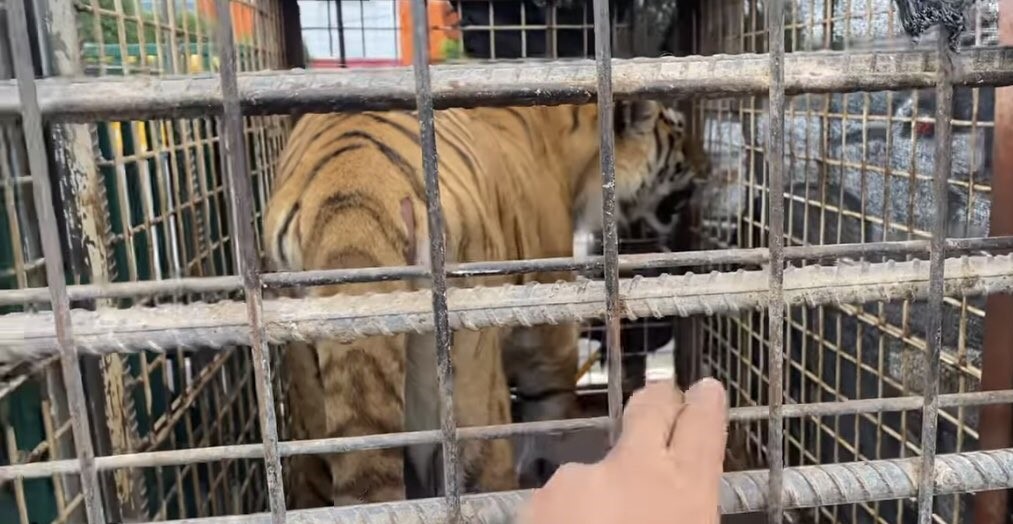 En la frontera de México salvan a dos tigres de bengala que sufrían maltrato