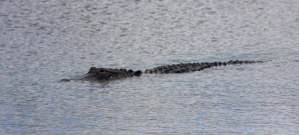 Florida extiende el período de caza de caimanes debido a las inundaciones provocadas por Ian