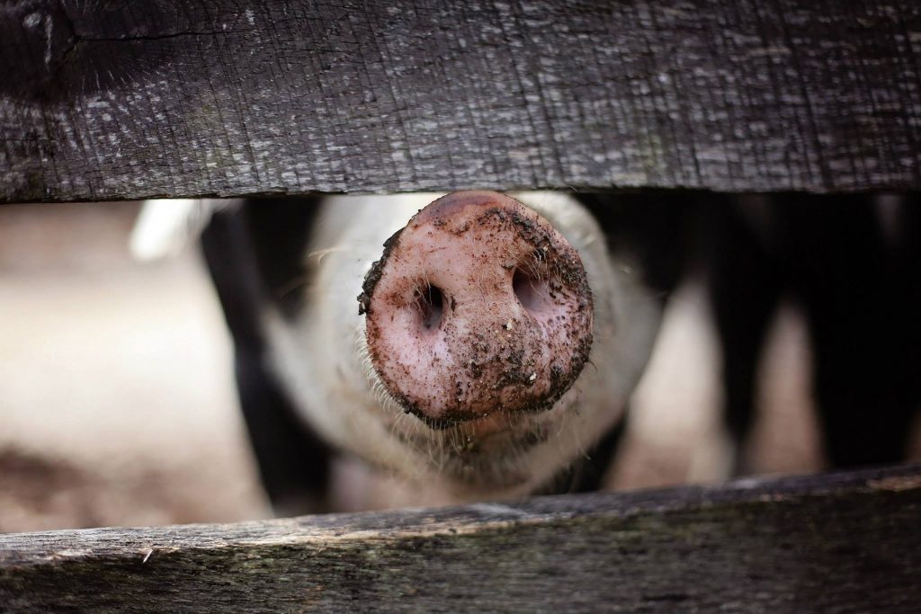 EEUU devuelve a México a cerdito de mascota por razones sanitarias