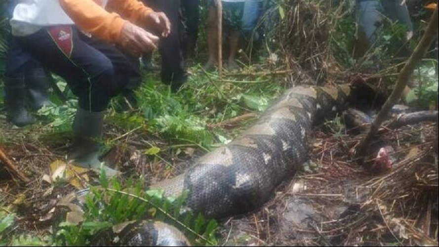 Pitón devoró a una mujer en Indonesia