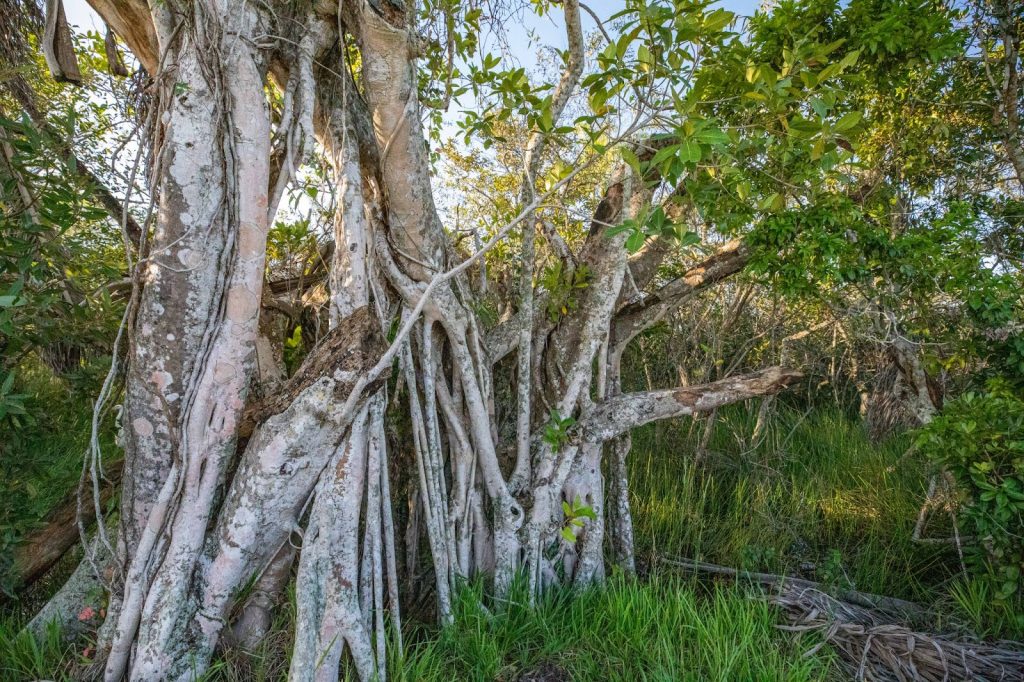 Investigan el impacto humano en los Everglades con una expedición en canoa liderada por una mujer