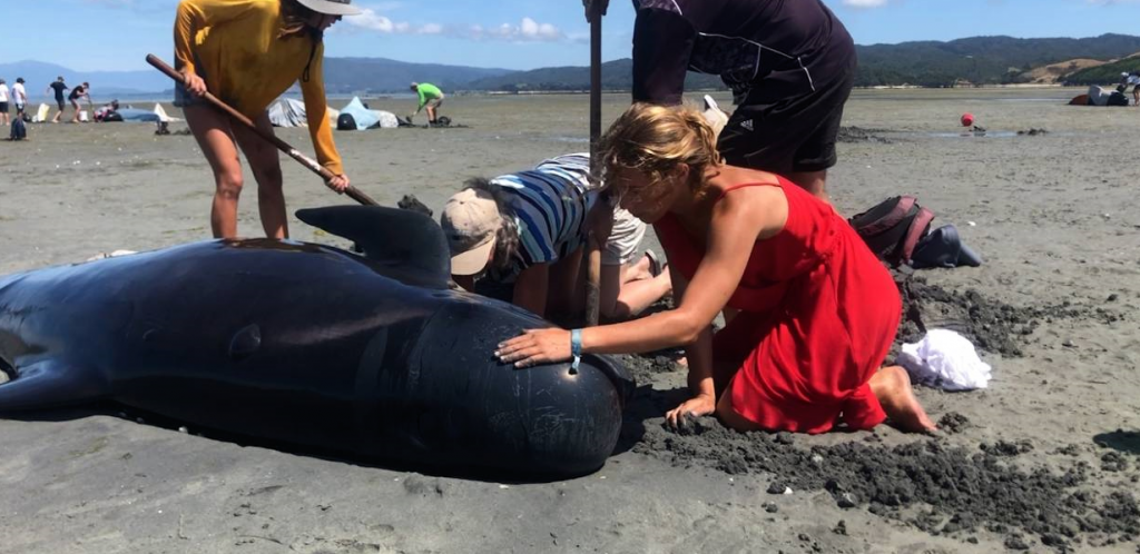 Mueren 215 ballenas piloto al quedar varadas en una remota isla de Nueva Zelanda