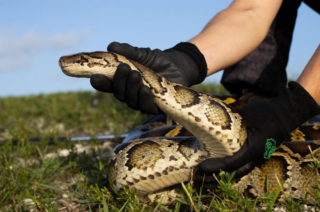 Unas 231 pitones fueron eliminadas en Florida en concurso anual contra esa especie invasora
