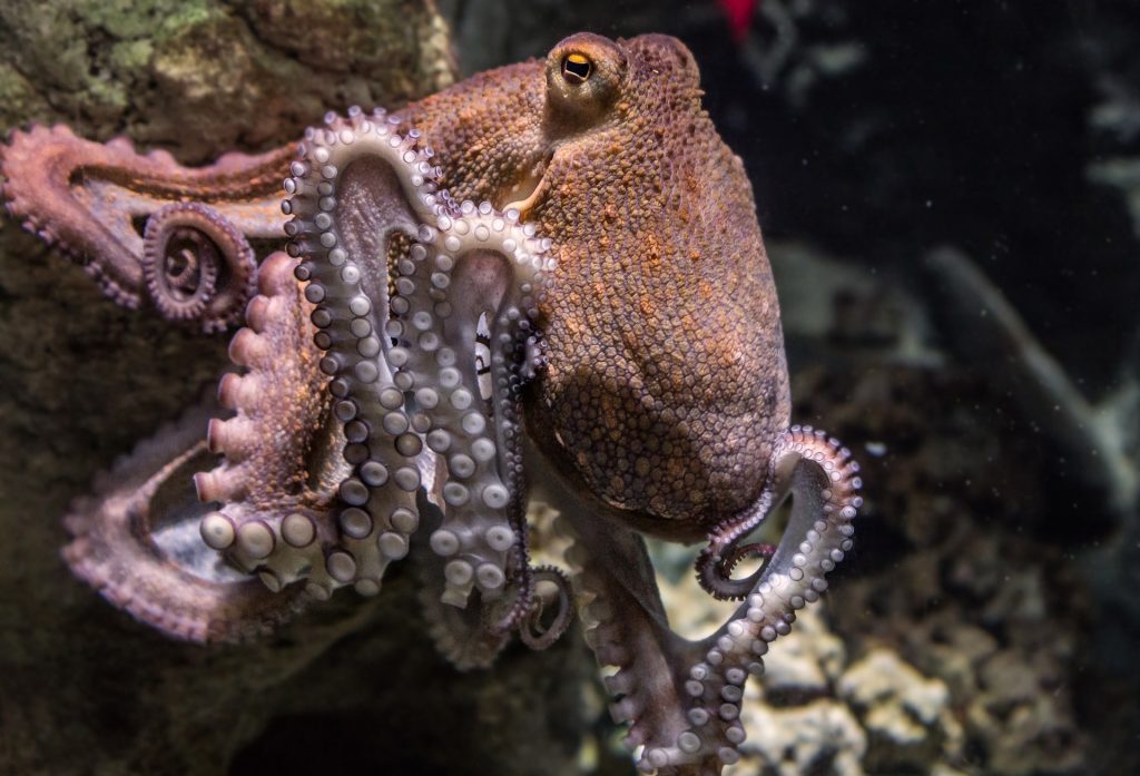 El veneno de un pulpo australiano podría ayudar a combatir el melanoma