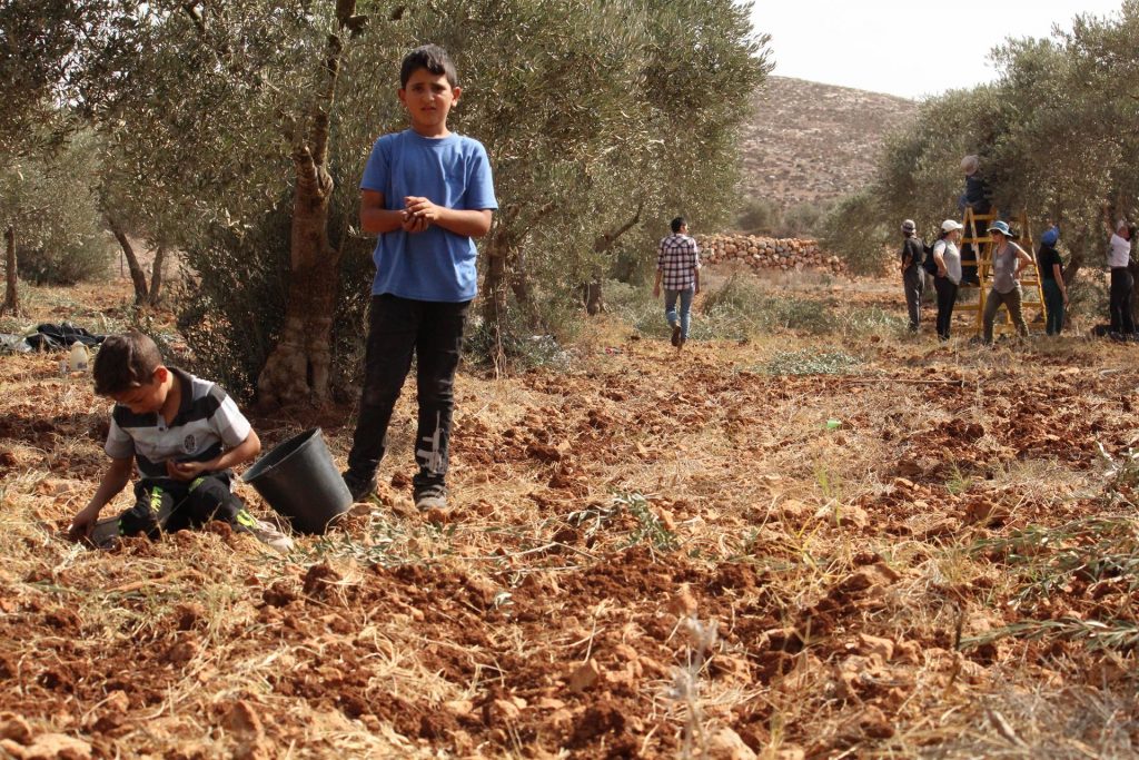 Cosechar la aceituna en Palestina bajo amenaza constante de colonos israelíes