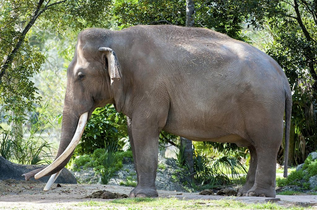 Muere en el zoo de Miami el elefante asiático más viejo de EEUU