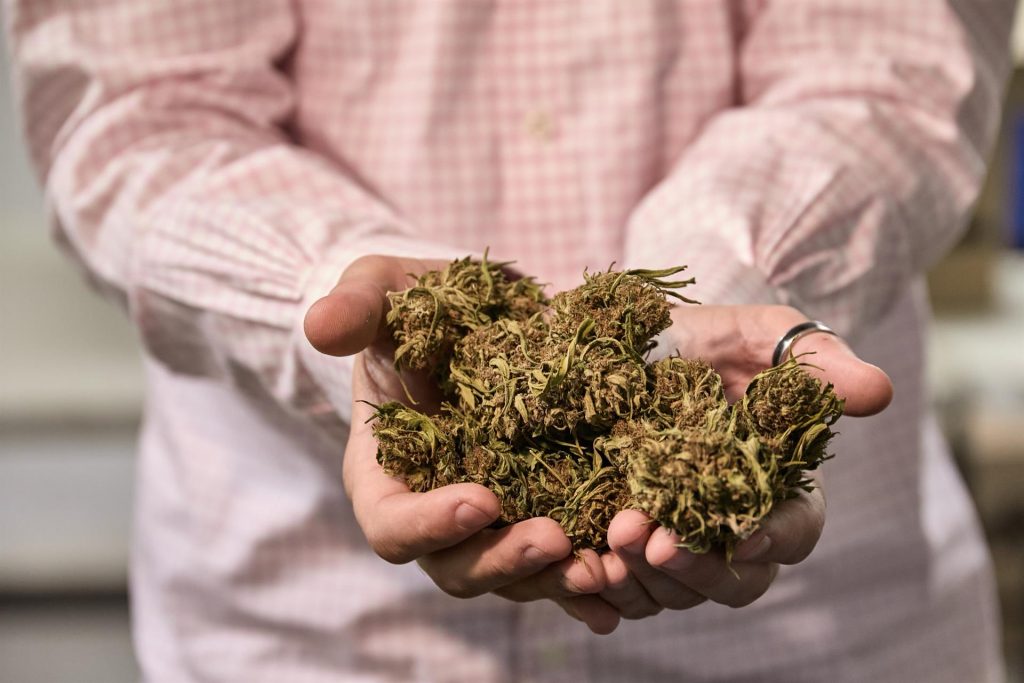 3 de 5 estados de EEUU apoyaron legalizar el uso recreativo de la marihuana
