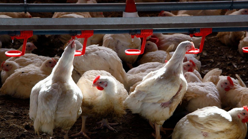 Emergencia zoosanitaria en Ecuador por gripe aviar obliga a sacrificar 180 mil aves