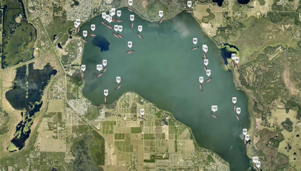 Florida usará a la carpa herbívora para controlar la vegetación no nativa en los lagos