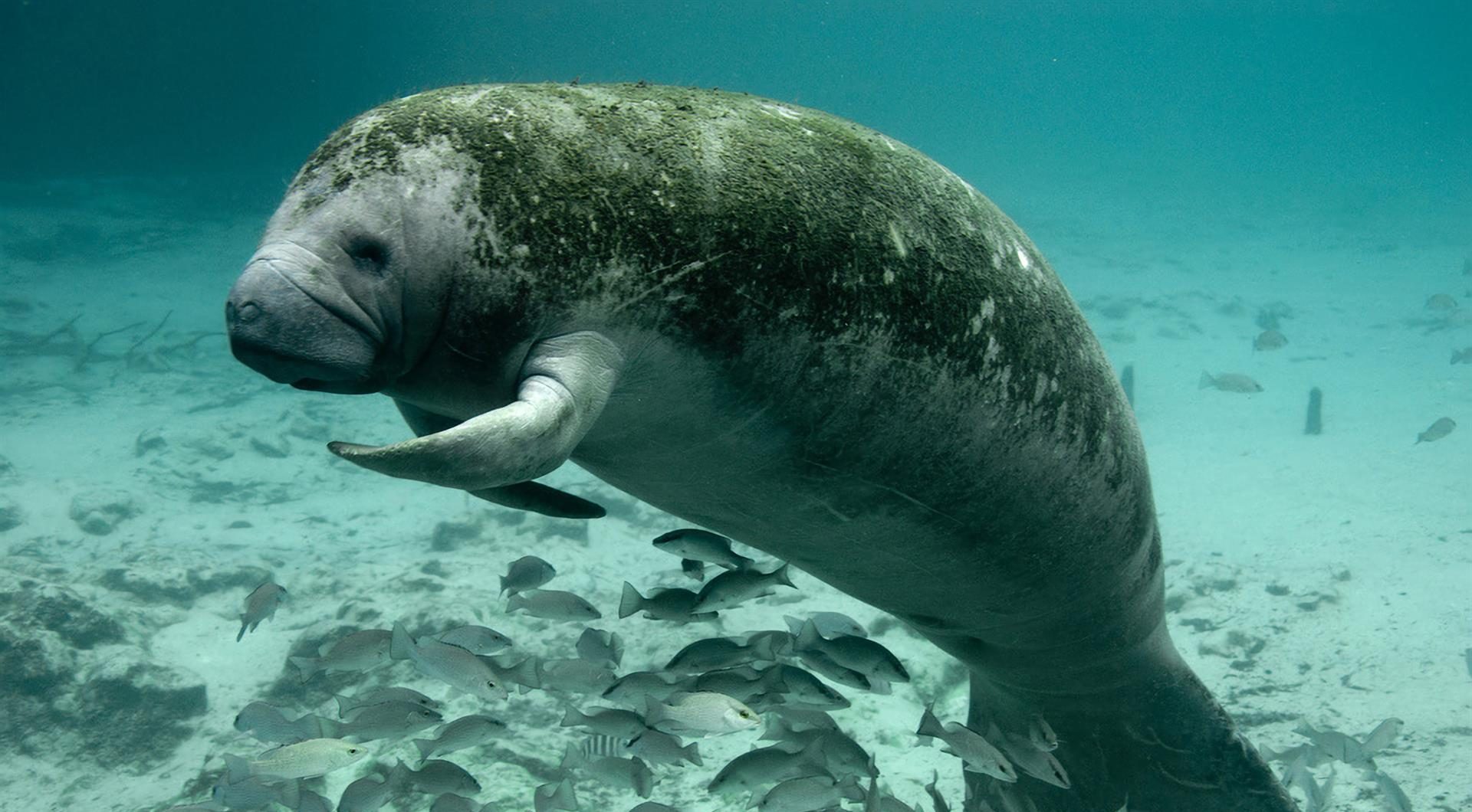 El manatí antillano debe clasificarse en peligro de extinción en EEUU, según expertos