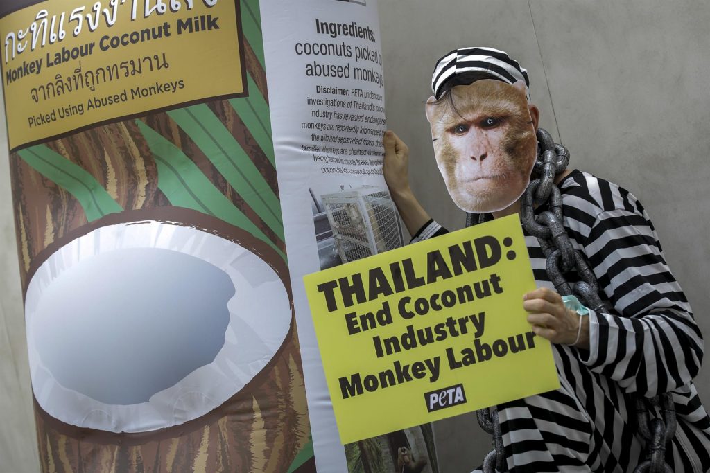 Activistas de PETA se disfrazan de monos para denunciar la explotación animal en Tailandia