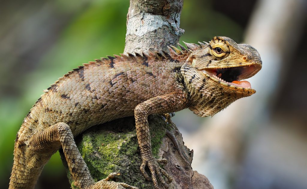 Florida recomienda no llevarse a casa las iguanas verdes congeladas para reanimarlas