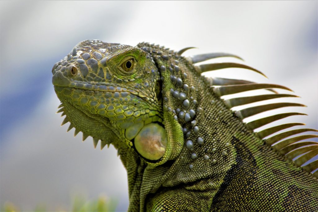 Iguana verde dejó sin electricidad a cientos de hogares y negocios en Lake Worth Beach