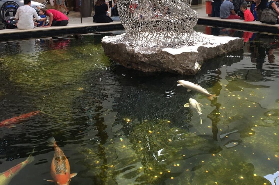 Detenido un hombre por envenenar unos 20 peces en estanque del Aventura Mall de Florida