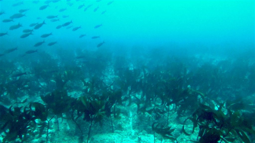 Descubren en las islas Galápagos un bosque de quelpos: unas algas gigantes del océano