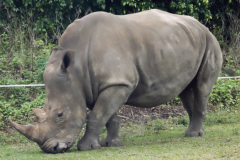 Trabajadores de zoológico de Florida disparan y matan a un rinoceronte escapado