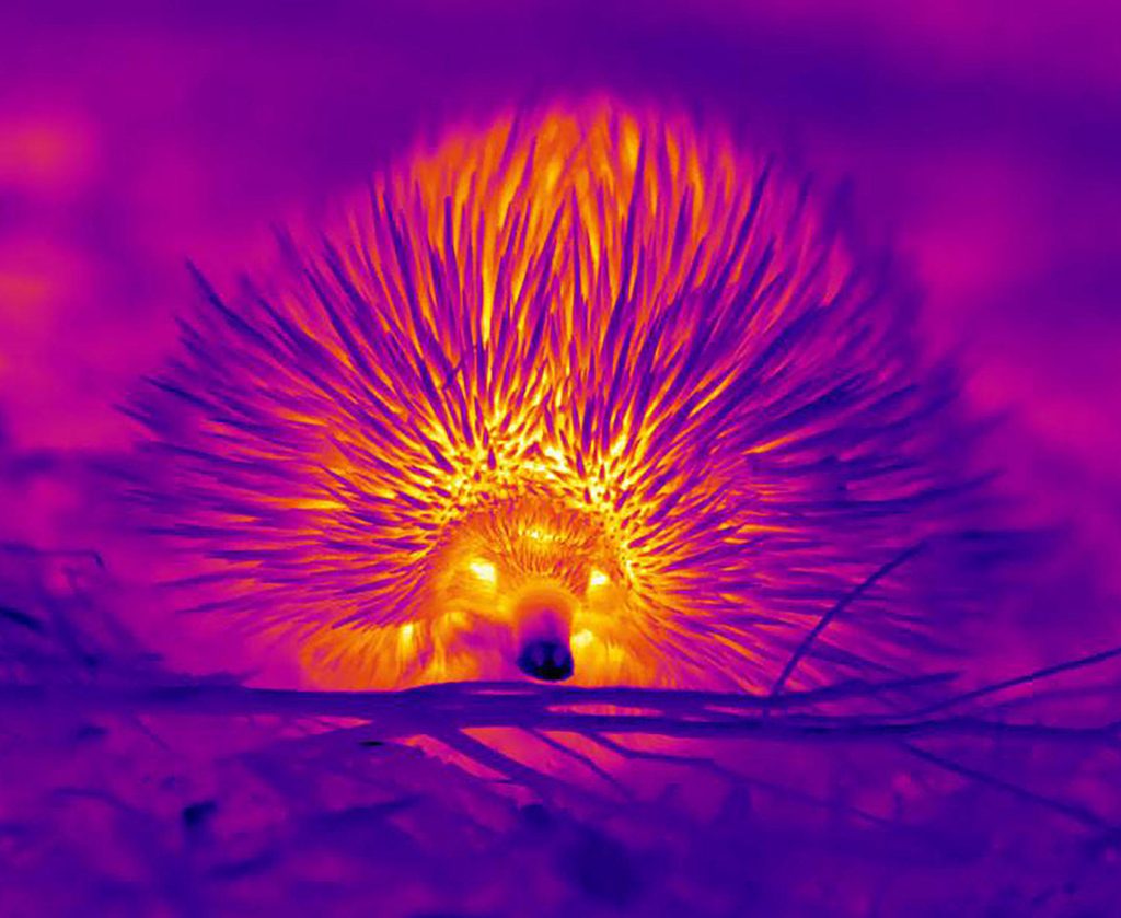 Este erizo australiano hace pompas con la nariz para soportar el calor