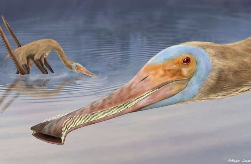 Este pterosaurio tenía más de 400 dientes similares a "un peine para liendres"