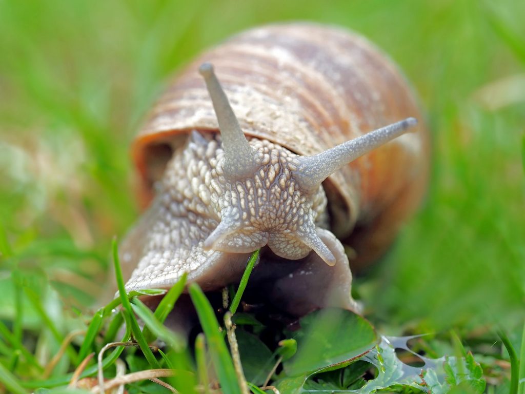Crean adhesivo biológico con moco de caracol