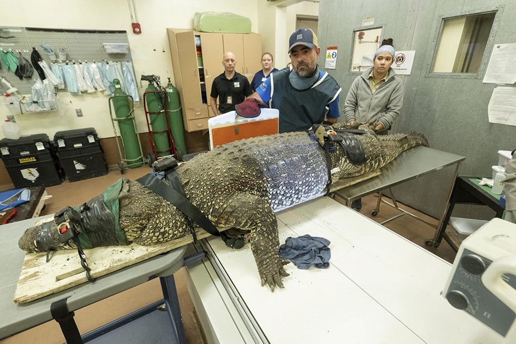 Cocodrilos del Zoológico de Miami sometidos a revisión por ingerir plástico