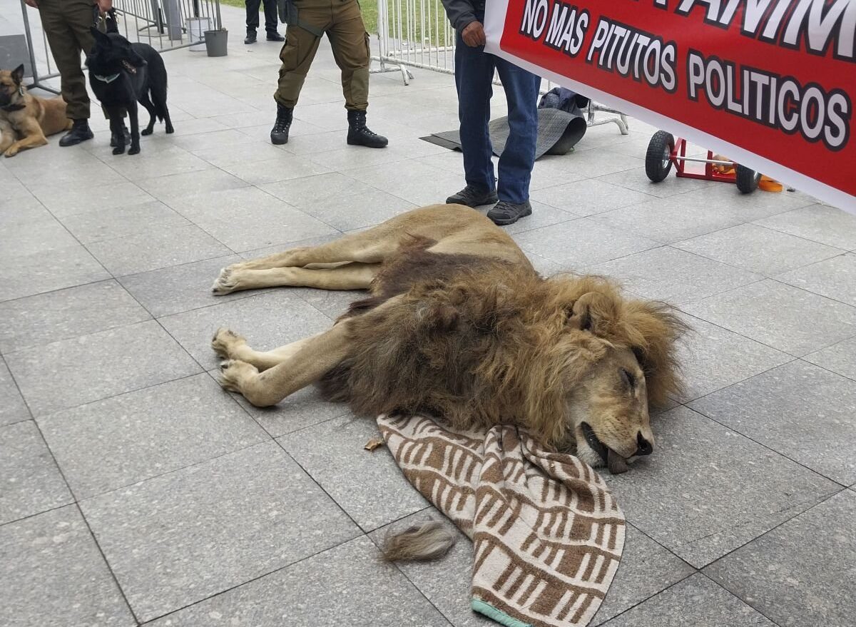 (+Videos) El león dejado frente al Palacio de La Moneda murió durante un procedimiento supuestamente innecesario