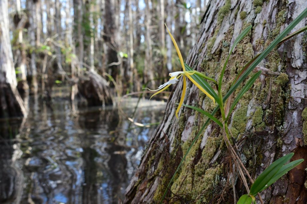 58 de las 106 especies de orquídeas de Florida están en peligro de extinción, incluyendo la dama de la noche